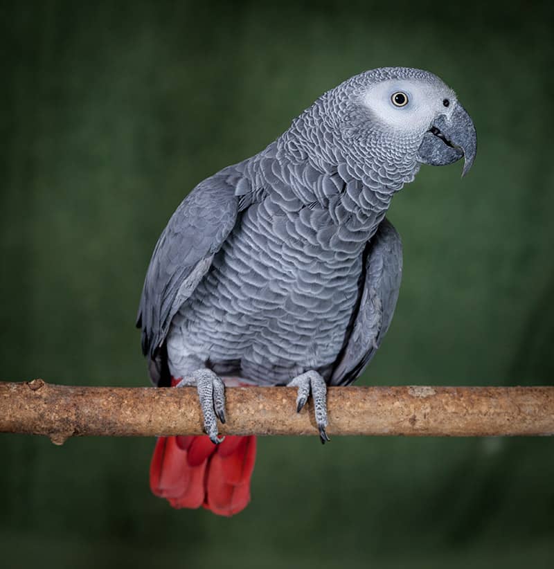 Congo African Grey Parrot perched