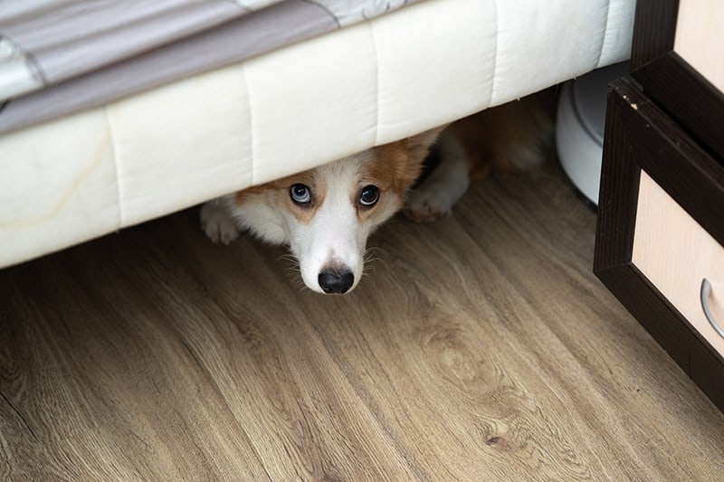 Corgi dog hiding under the bed