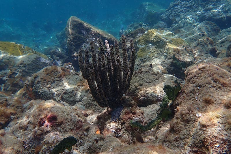 corky sea finger underwater