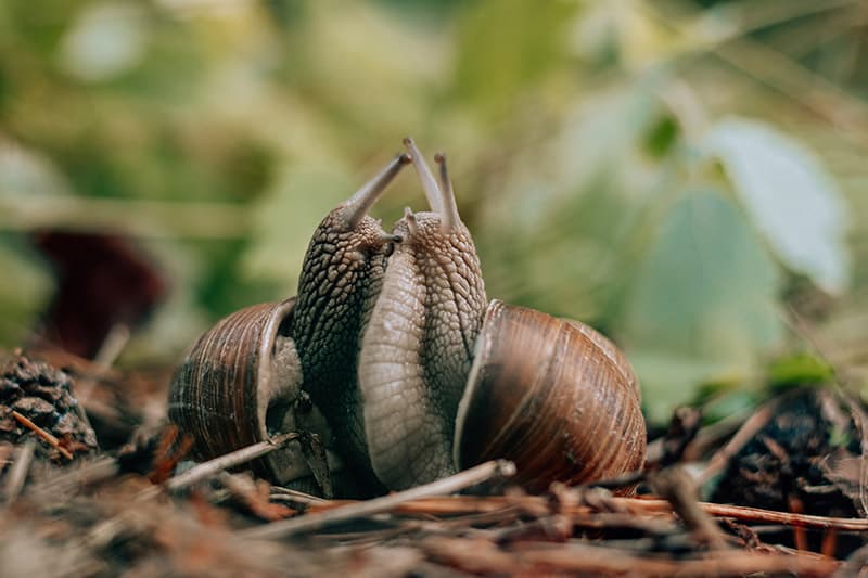 Couple of grape snails kissing