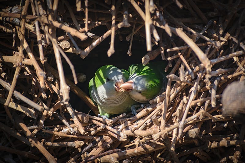 couple of Monk Parakeets in their nest