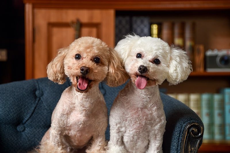 cream and apricot toy poodle dogs