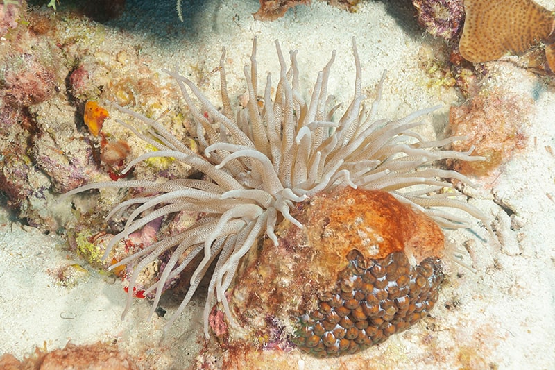 curlique anemone or corkscrew anemone