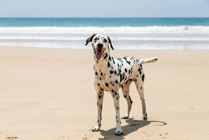 dalmatian dog playing on the beach