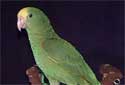 Click to learn about Amazon Parrots