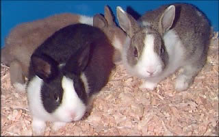 Dutch Rabbits, known as Hollander Rabbits in Holland!