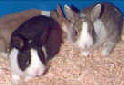 Click for more info on Dutch Rabbits