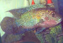 Click for more info on Jack Dempsey Fish