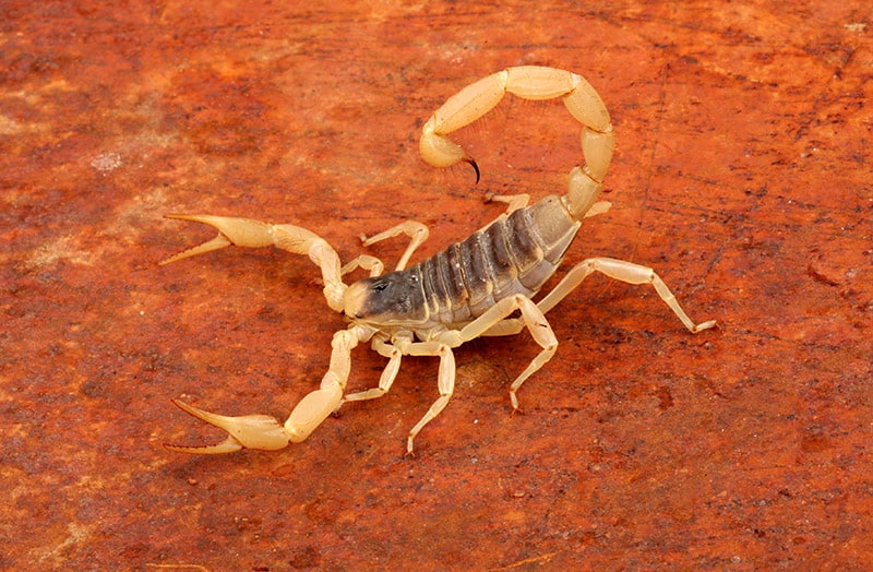 Desert Hairy Scorpion on a rusty metal