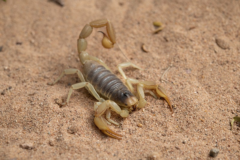 desert hairy scorpion on the sand