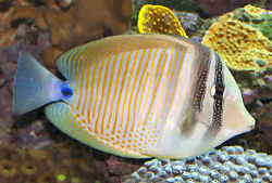 Picture of a Desjardin's Sailfin Tang or Red Sea Sailfin Tang - Zebrasoma desjardinii
