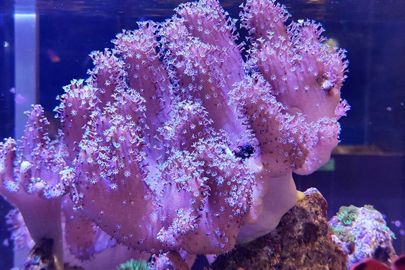 Devil's hand Coral Pink in Saltwater Aquarium