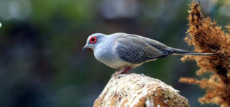 Diamond Dove bird perched