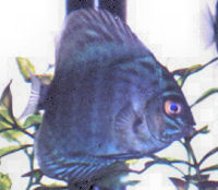Discus, Symphysodon haraldi variety, Dark Blue Discus