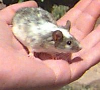 "Dora" is a Common mouse, and a great Pocket Pet!