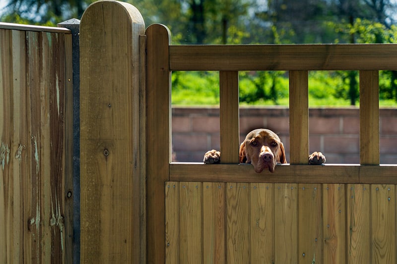 dog peeking out from a wooden fence
