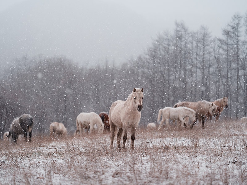 dosanko horse in winter pasture