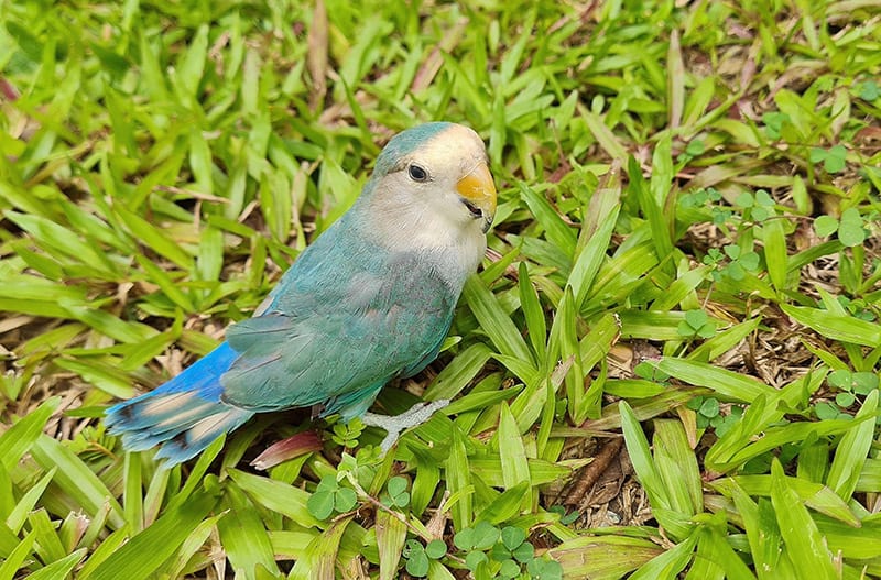Dutch Blue lovebird on the grass
