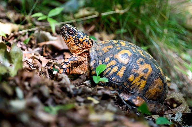 Eastern Box Turtle on the ground