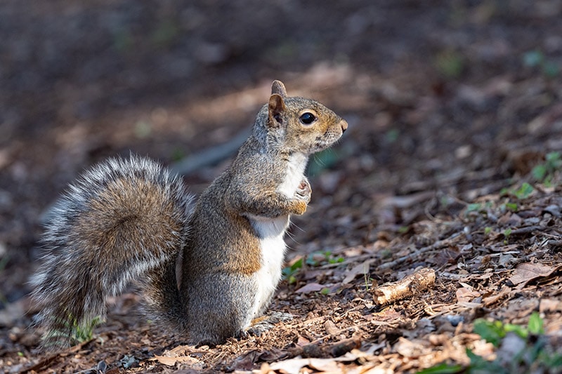 eastern gray squirrel on the ground