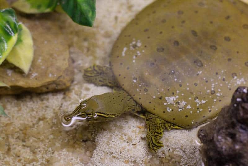 eastern spiny softshell turtle