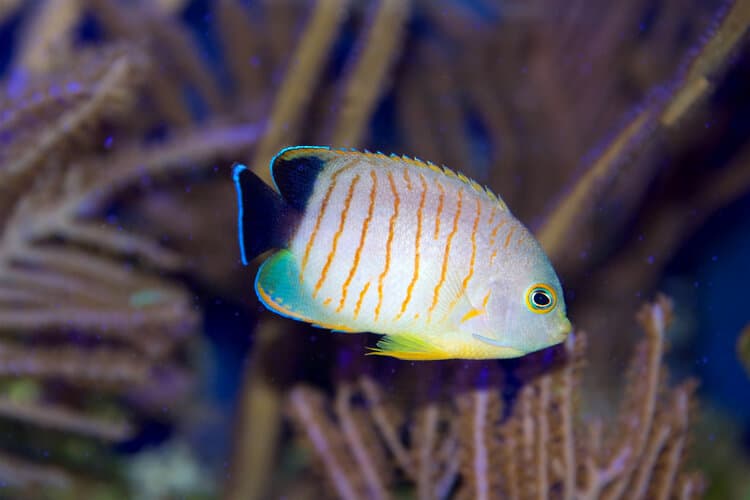 eibli-angelfish