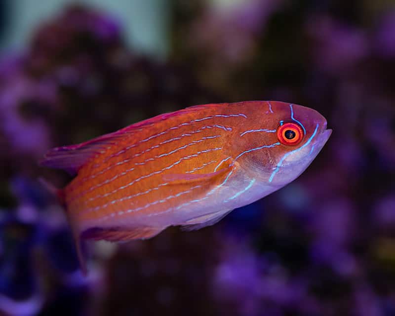 Eight line Flasher Wrasse