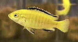 Picture of a Electric Yellow Cichlid, Lemon Drop Cichlid, or Yellow Lab