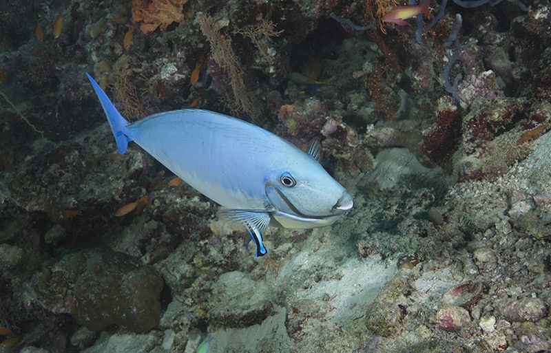Elongate Unicornfish underwater