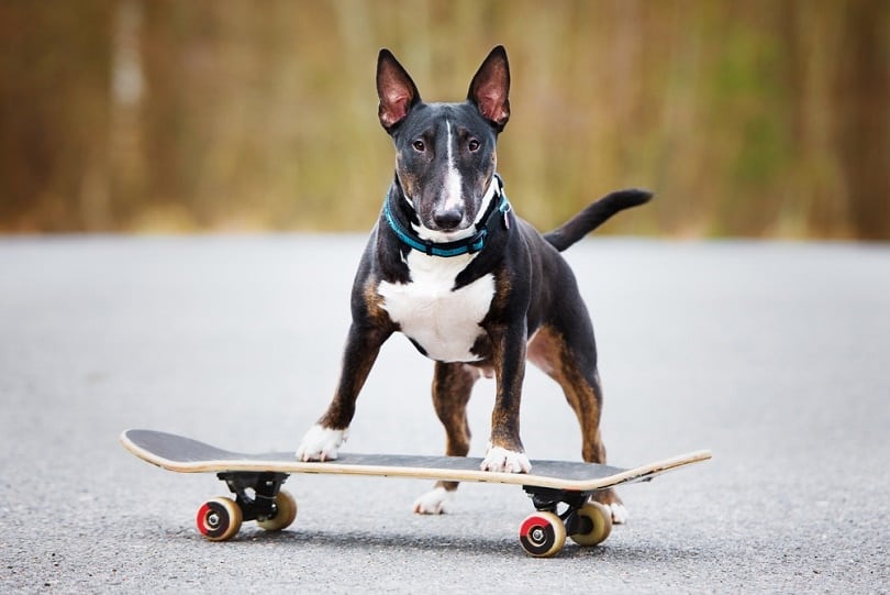 english-bull-terrier-dog-on-a-skateboard