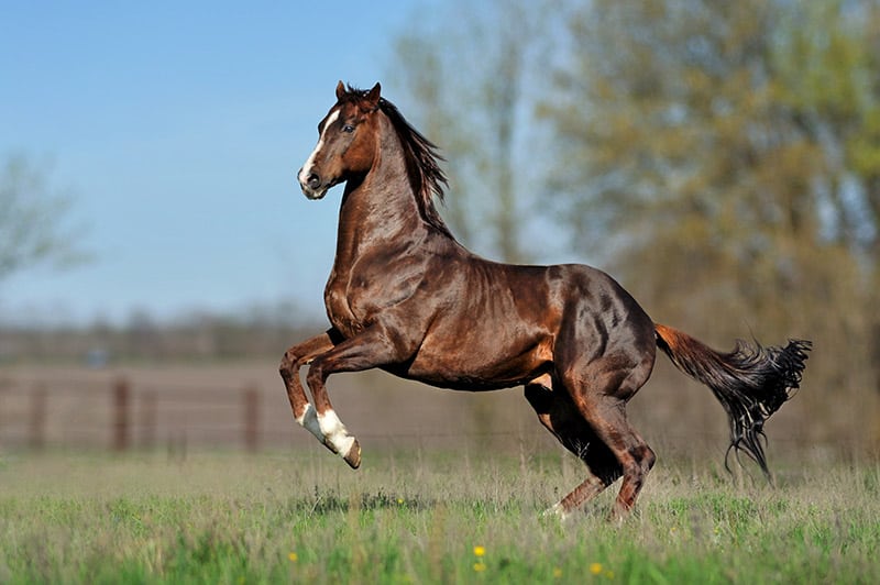 English thoroughbred horse jumps