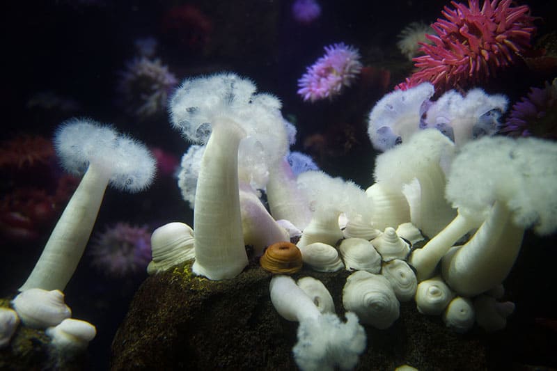 Expanded Giant White-Plumed Anemone of the Pacific Ocean
