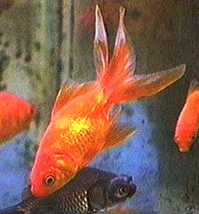 Picture of Fantail Goldfish, Carassius auratus