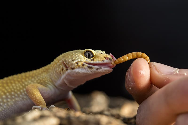 feeding a leopard gecko