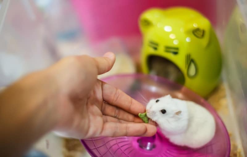 feeding-hamster-treats-in-its-cage
