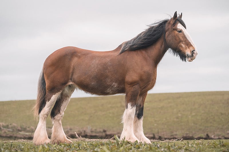 female Clydesdale Horse