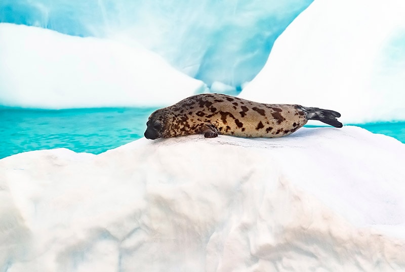 Female Hooded Seal stuck in the middle of greenland sea