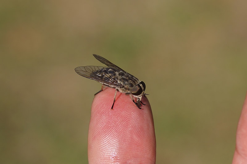 female Large marsh horsefly on person's finger