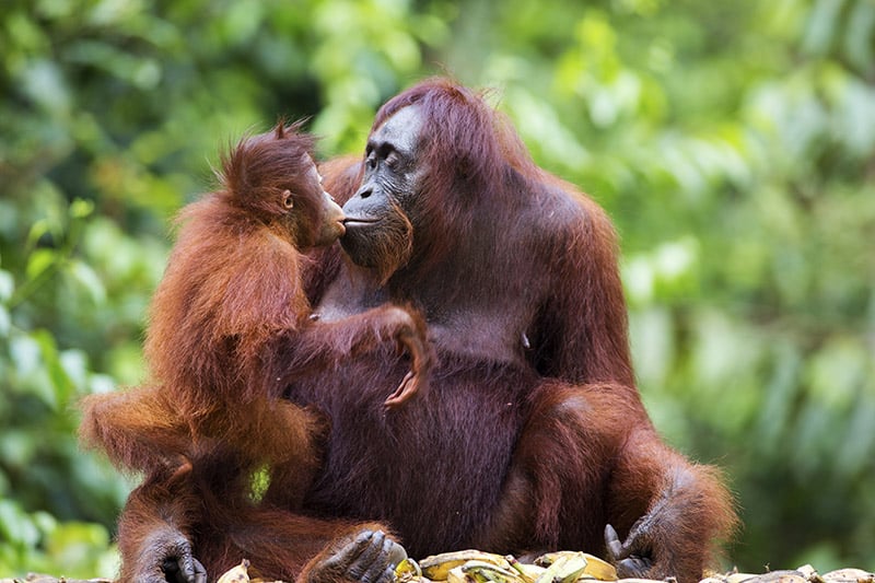 female orangutan kissing her baby