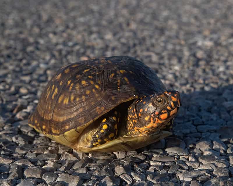Female Ornate Box Turtle