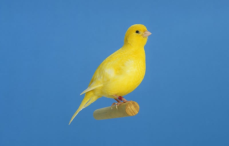 Fife Fancy Canary