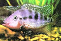 Click for more info on Firemouth Cichlid
