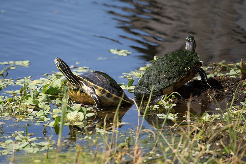 Florida box turtles in marsh