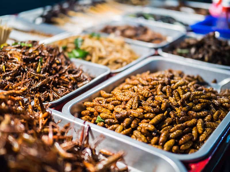fried insects being sold in market