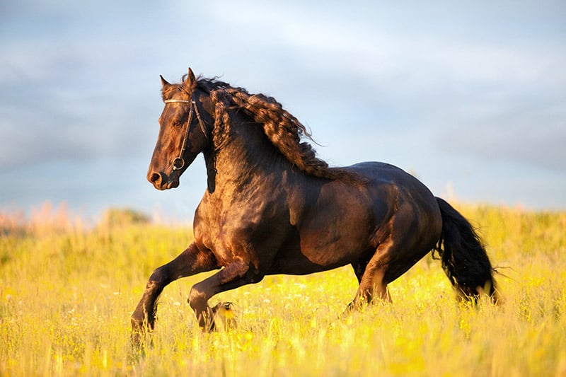 Friesian horse galloping in the field