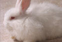 Click for more info on Angora Rabbit