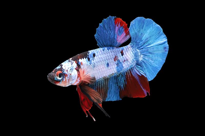 Galaxy Plakat Betta Fish