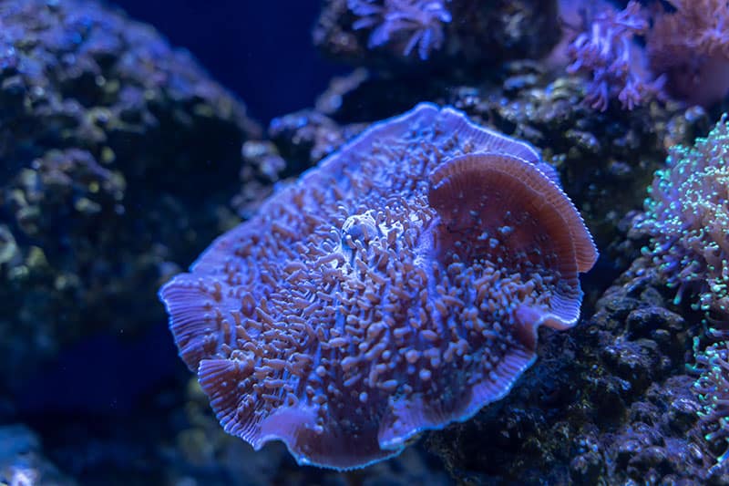 Giant Cup Mushroom or True Elephant Ear Mushroom soft coral