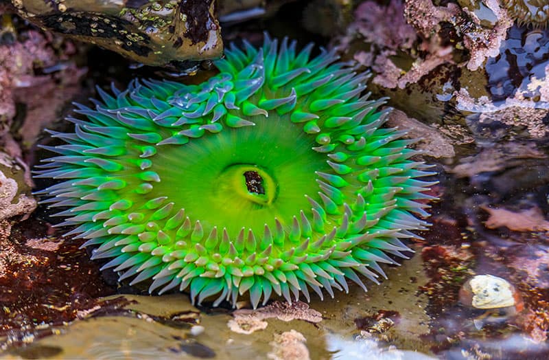 Giant green anemone found in Pacific Ocean