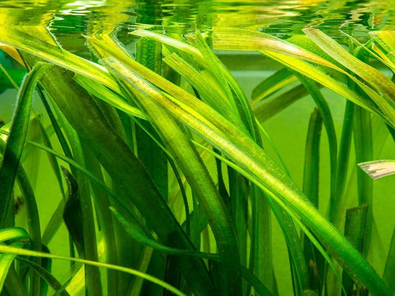 gigantic-vallisneria-aquatic-plant-in-a-fish-tank